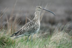 Curlew, Numenius arquata, female on moorland, Yorkshire, spring