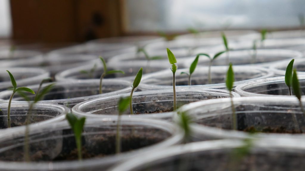 Seeds planted and growing in jars