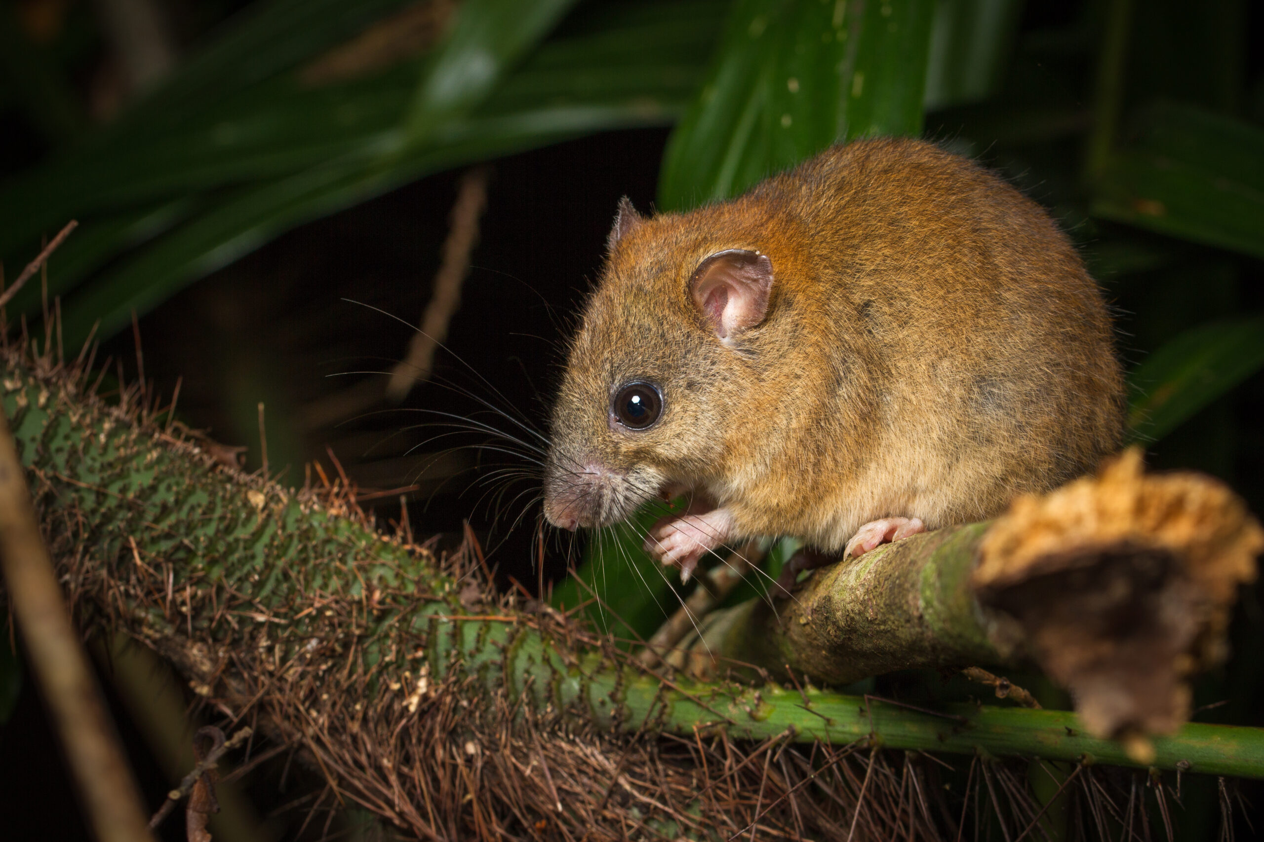 Гиб животное. Melomys rubicola. Рифовые мозаичнохвостые крысы. Bramble cay melomys. Рифовая мозаичная крыса.