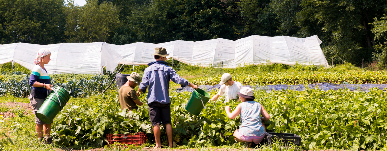 Community Gardens – More than just food