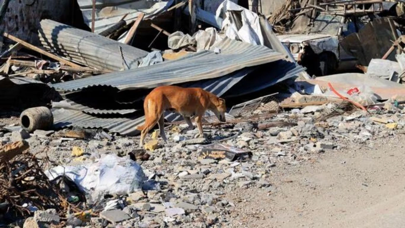 An emaciated dog sifts through the destruction in Gaza.