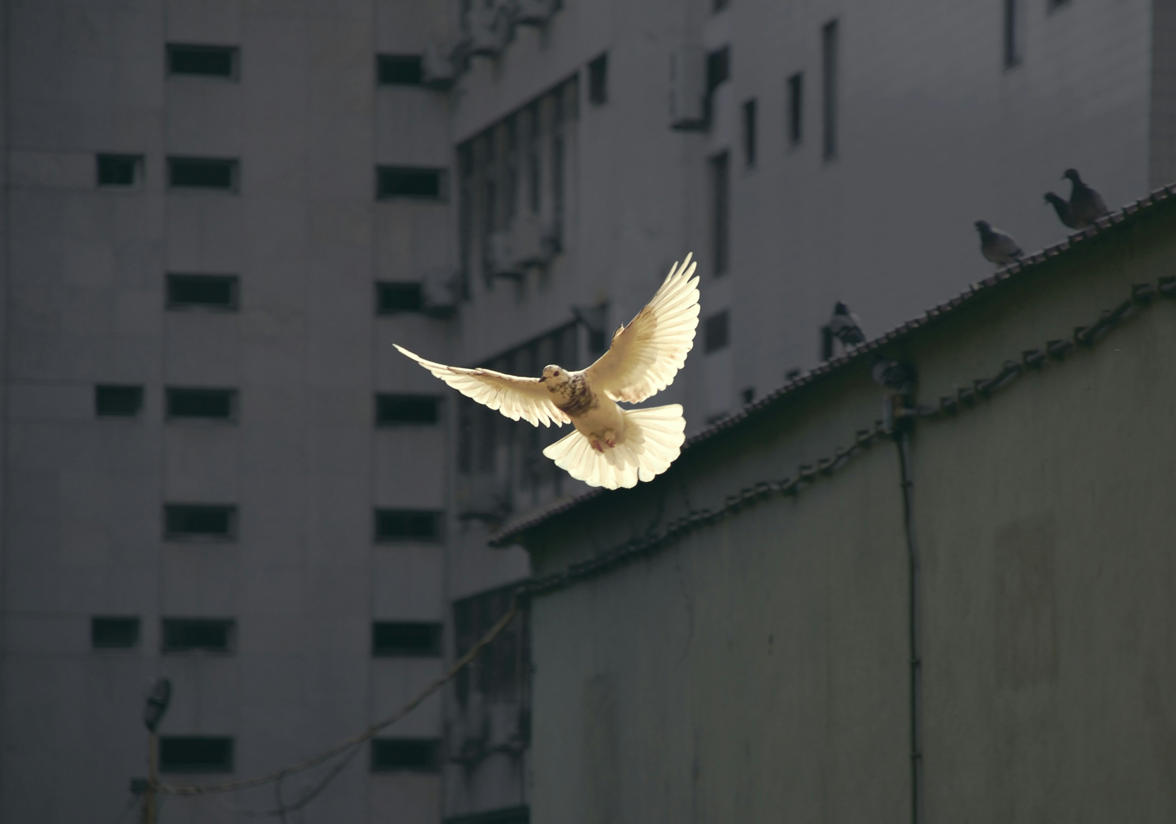 We need a Green “Bread, not Bombs”