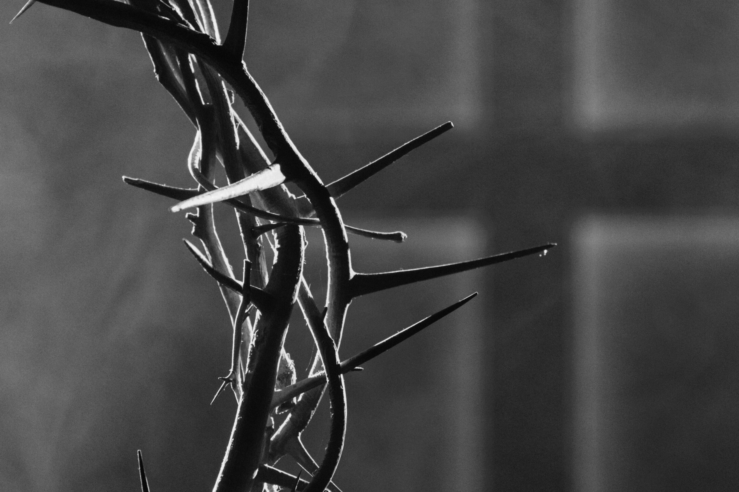 The Capacious House of His Wounds: A Good Friday Reflection towards the Peripheries